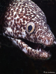 This photo of a Spotted Moray Eel was taken on Mike's Ree... by Steven Anderson 